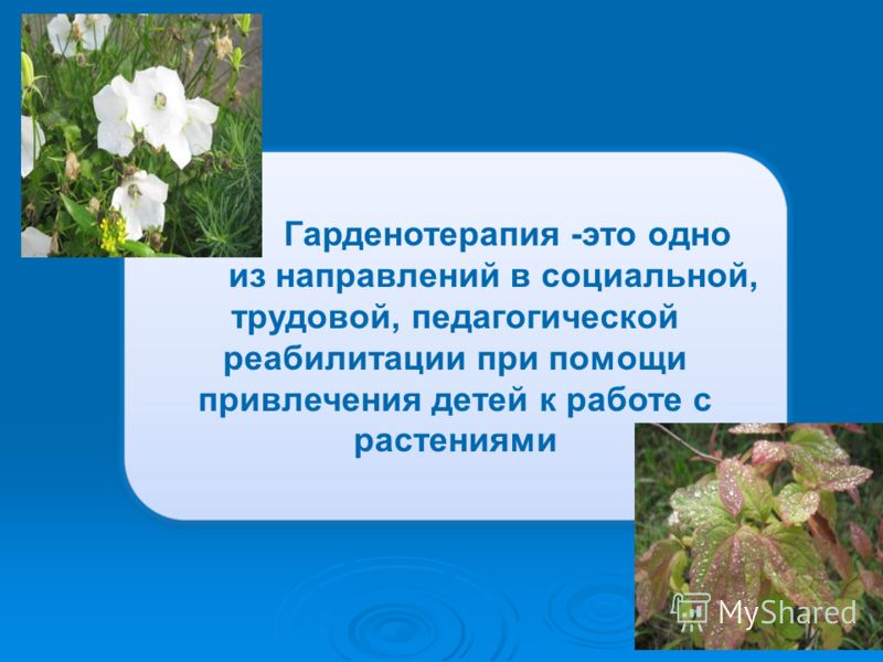 Гарденотерапия – психосоциальная реабилитация